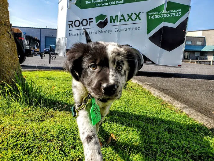 Raving Roofs, LLC. Picture 1