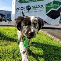 Raving Roofs, LLC. ico