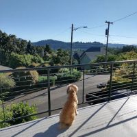 Armadillo Roofing Inc. ico