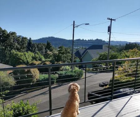 Armadillo Roofing Inc.