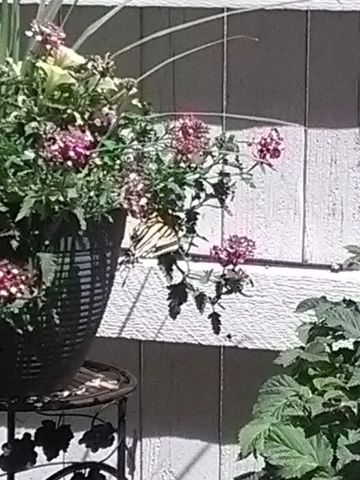 Colorado Roofs Plus Picture 2