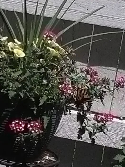 Colorado Roofs Plus Picture 3