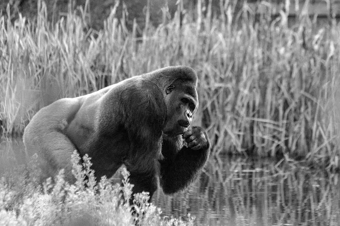 Gorilla Roof, Inc. Picture 4