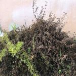 Roof Tile Repair Pembroke Pines