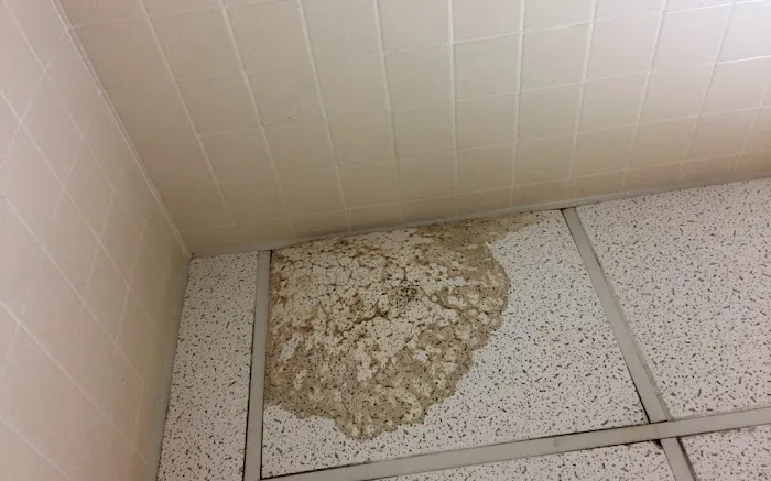 AVA Mold Removal Picture 9