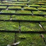 How to Safely Remove Moss and Algae from Your Roof | Cleaning and Prevention Tips