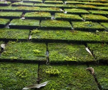 How to Safely Remove Moss and Algae from Your Roof | Cleaning and Prevention Tips