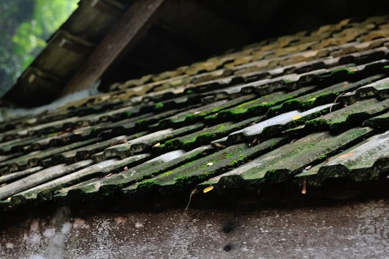How to Safely Remove Moss and Algae from Your Roof