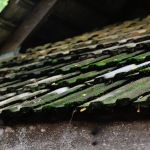 How to Safely Remove Moss and Algae from Your Roof