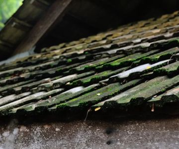 How to Safely Remove Moss and Algae from Your Roof