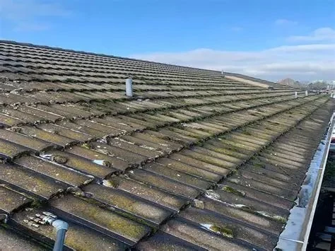 How to Safely Remove Moss and Algae from Your Roof
