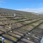 How to Safely Remove Moss and Algae from Your Roof