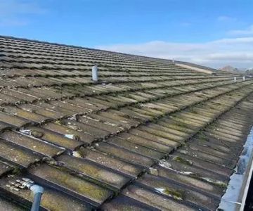 How to Safely Remove Moss and Algae from Your Roof