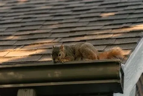 Signs of Animal Damage on Your Roof – Chewed Shingles, Vents, and Soffits