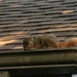 Signs of Animal Damage on Your Roof – Chewed Shingles, Vents, and Soffits