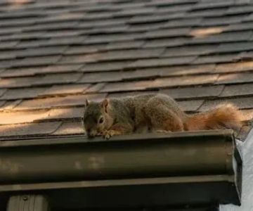Signs of Animal Damage on Your Roof – Chewed Shingles, Vents, and Soffits