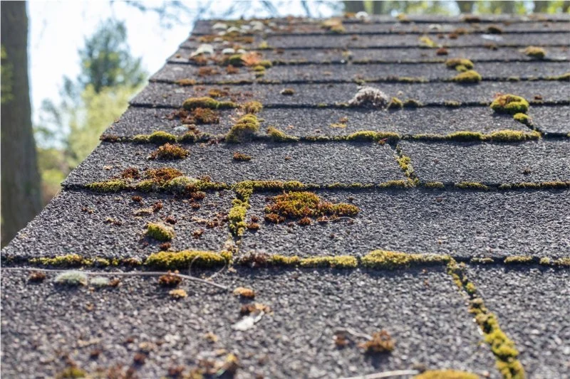 The Difference Between Algae and Moss on Your Roof and How to Treat Each
