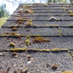 The Difference Between Algae and Moss on Your Roof and How to Treat Each