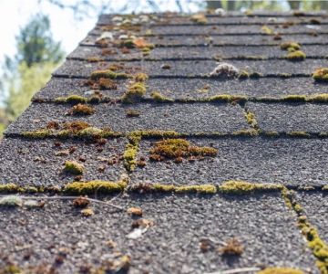 The Difference Between Algae and Moss on Your Roof and How to Treat Each