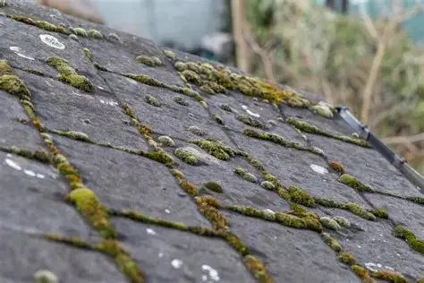 The Impact of Algae on Your Roof's Lifespan and How to Stop Its Growth