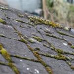 The Impact of Algae on Your Roof's Lifespan and How to Stop Its Growth