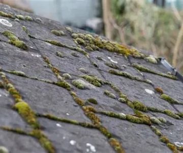 The Impact of Algae on Your Roof's Lifespan and How to Stop Its Growth