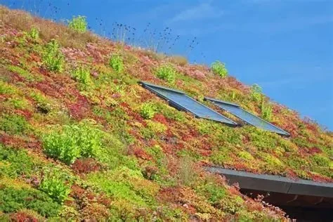 Understanding Green Roofs: Benefits, Installation, and Considerations