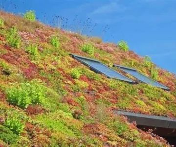 Understanding Green Roofs: Benefits, Installation, and Considerations