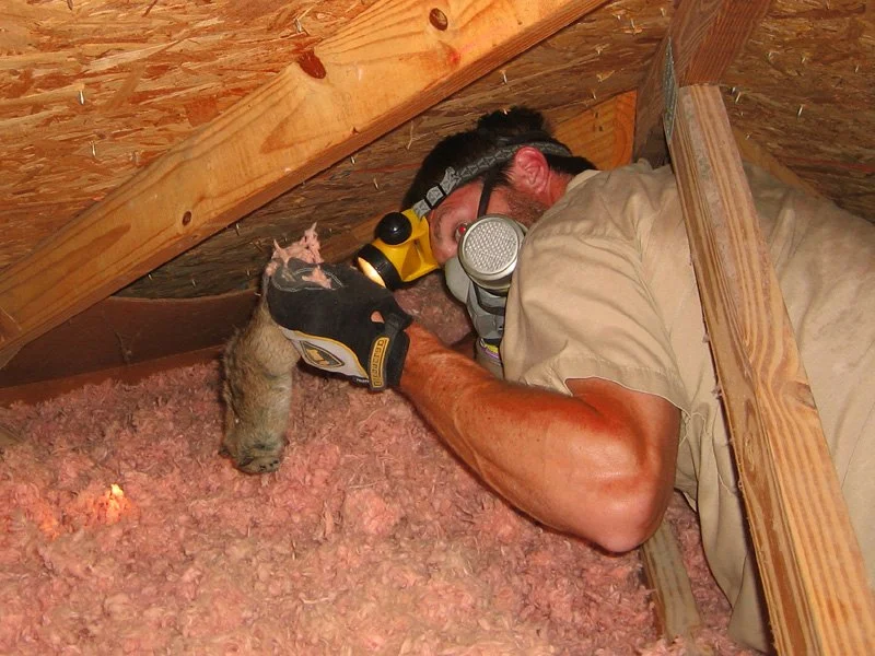 How to Identify and Repair Damage from a Dead Animal in the Attic