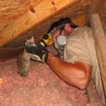 How to Identify and Repair Damage from a Dead Animal in the Attic