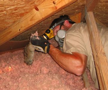 How to Identify and Repair Damage from a Dead Animal in the Attic