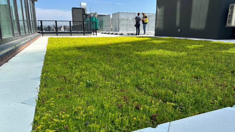 The Process of Installing a Green Roof: Layers, Plants, and Maintenance