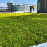 The Process of Installing a Green Roof: Layers, Plants, and Maintenance