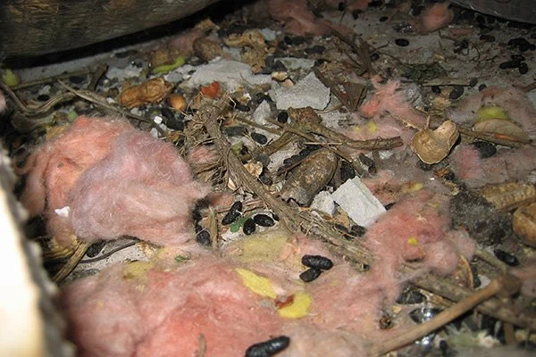 How to Identify and Repair Damage from an Animal That Has Died in the Attic