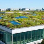 The Benefits of a Living Roof for Urban Biodiversity and Stormwater Management