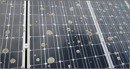 The Impact of Shade from Solar Panels on Moss Growth Underneath Them