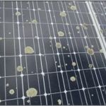 The Impact of Shade from Solar Panels on Moss Growth Underneath Them