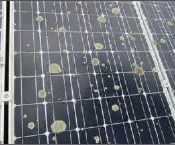 The Impact of Shade from Solar Panels on Moss Growth Underneath Them