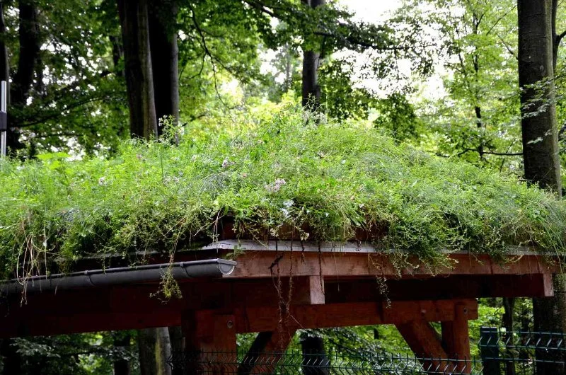Green Roofs: How They Work, Benefits, and Installation Considerations for Your Home