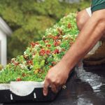 The Process of Installing a Green Roof on an Urban Residence or Building