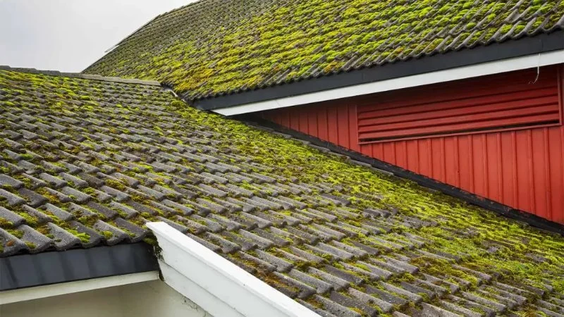 The Impact of Moss on Wood Shake Shingles and How to Remove It