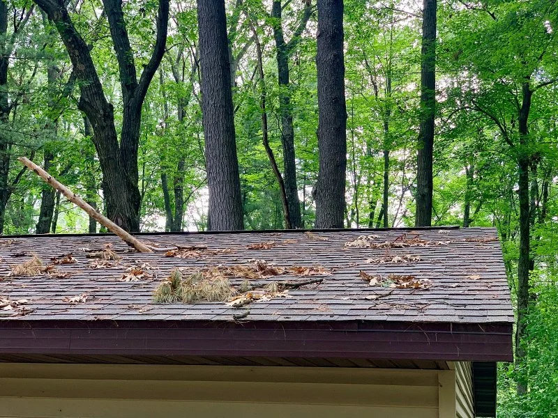 The Impact of Nearby Trees on Your Roof: Debris, Shade, and Animal Access