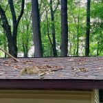 The Impact of Nearby Trees on Your Roof: Debris, Shade, and Animal Access