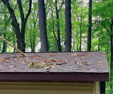The Impact of Nearby Trees on Your Roof: Debris, Shade, and Animal Access