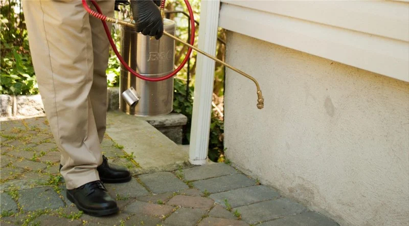 The Signs of a Pest Infiltration Through Your Roof: Droppings and Noises