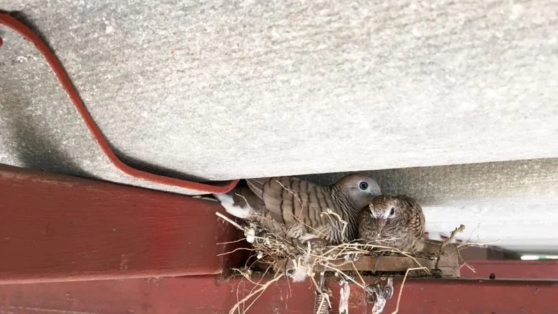 The Signs of Animal Nesting in Your Attic and How to Remove Them Safely