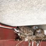 The Signs of Animal Nesting in Your Attic and How to Remove Them Safely