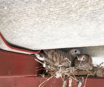 The Signs of Animal Nesting in Your Attic and How to Remove Them Safely