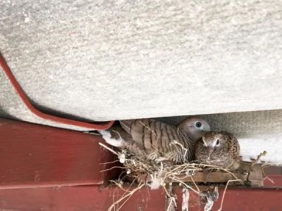The Signs of Animal Nesting in Your Attic and How to Remove Them Safely