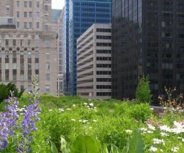 The Benefits of a Cool Roof for Urban Areas Reducing the Heat Island Effect